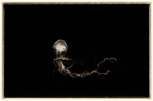 Antique Jellies 6 Art Print