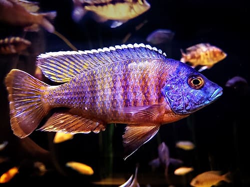 Aquarium Fish 1 Art Print