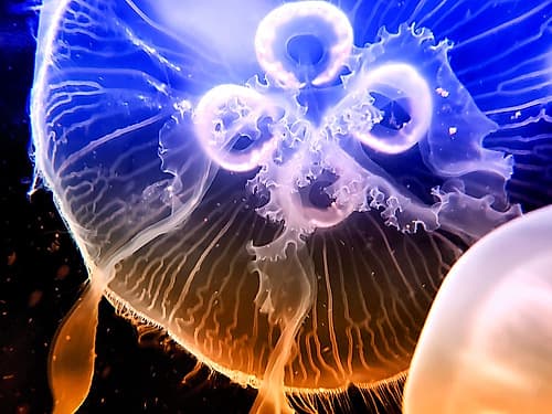 Aquarium Fish 2 Art Print
