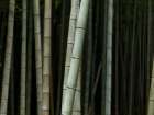 Bamboo Art Print