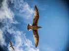 Bird 10 Art Print