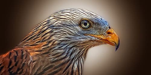 Bird 11 Art Print