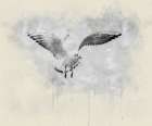 Bird 14 Watercolor Art Print