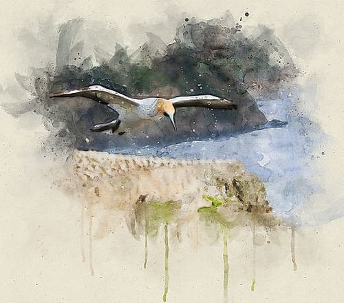 Bird 19 Watercolor Art Print