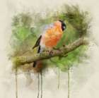 Bird 2 Watercolor Art Print