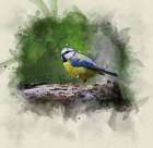 Bird 22 Watercolor Art Print