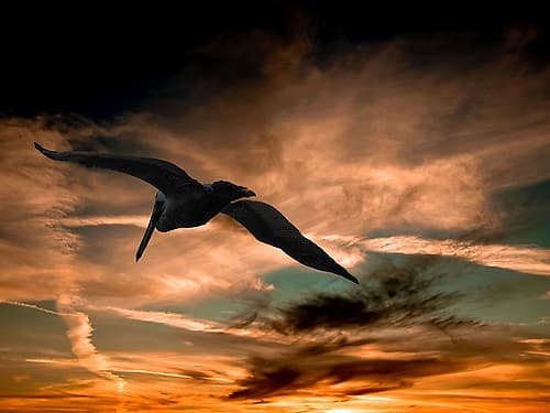 Bird 29 Art Print