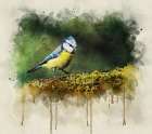 Bird 3 Watercolor Art Print