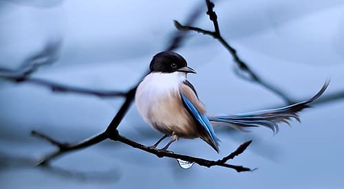 Bird 30 Art Print