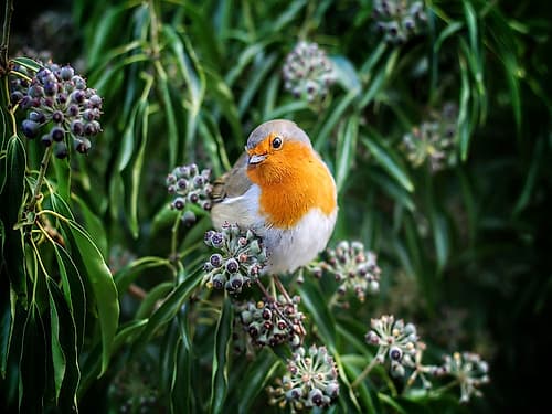 Bird 35 Art Print