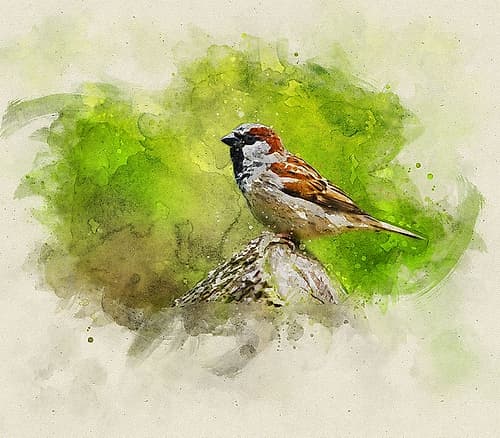 Bird 5 Watercolor Art Print