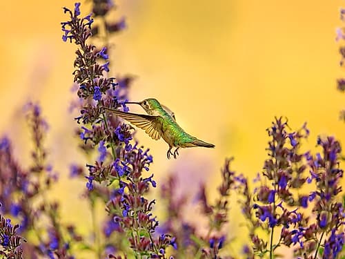 Bird 50 Art Print