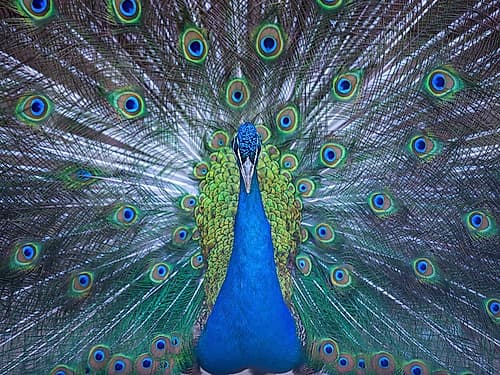 Bird 57 Art Print