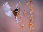 Bird 63 Art Print