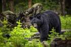Black Bear Art Print