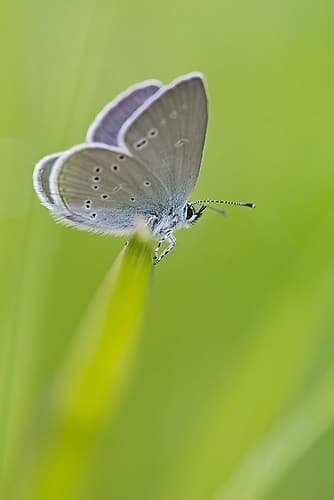 Butterfly 1 Art Print by Rachel Lee
