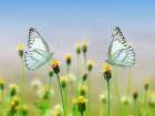 Butterfly 10 Art Print