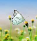 Butterfly 10 Dyptych Panel 1 Art Print
