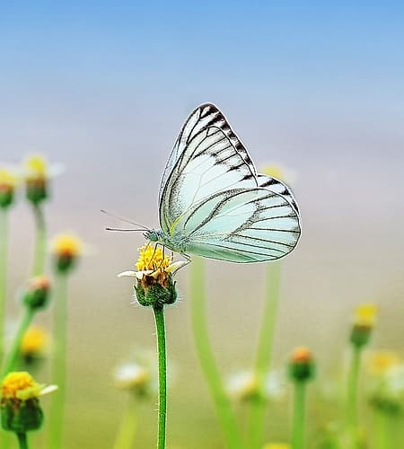 Butterfly 10 Dyptych Panel 2 Art Print by Rachel Lee