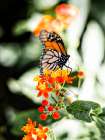 Butterfly 14 Art Print
