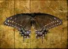 Butterfly 2 Art Print