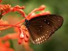 Butterfly 4 Art Print