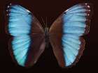 Butterfly 5 Art Print