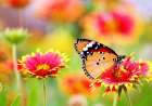 Butterfly 6 Art Print