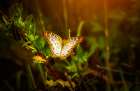 Butterfly 7 Art Print