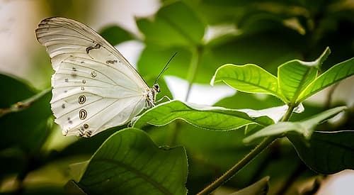 Butterfly 8 Art Print by Rachel Lee