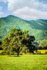 Cades Cove Tree Art Print