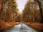 Country Road 16 Art Print