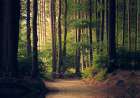 Country Road 18 Art Print