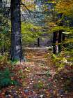 Country Road 19 Art Print