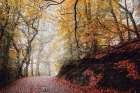 Country Road 4 Art Print