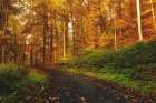 Country Road 8 Art Print