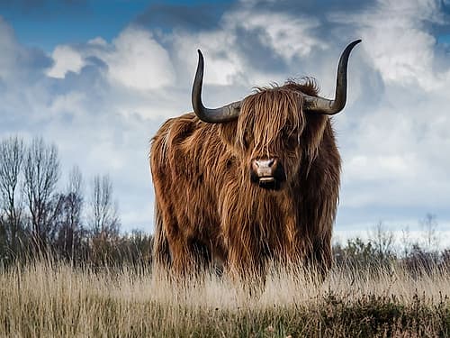 Cow 2 Art Print