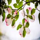 Dogwood Art Print