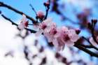 Dogwood Spring Art Print