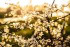 Dogwood Summer Art Print