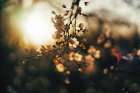 Dogwood Sunset Art Print