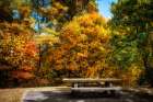 Fall Picnic Art Print