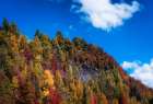 Fall Ridge Art Print