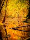 Fall Stream Art Print