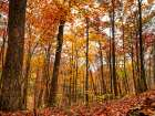 Fall Trees 19 Art Print