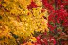 Fall Trees 2 Art Print