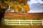 Fall Trees 3 Art Print