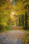 Fall Trees 4 Art Print