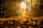 Fall Trees 5 Art Print