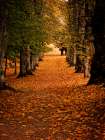 Fall Trees 8 Art Print